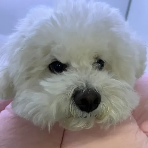 수원 썬동물병원에 내원한 비숑 · 유선종양 수술