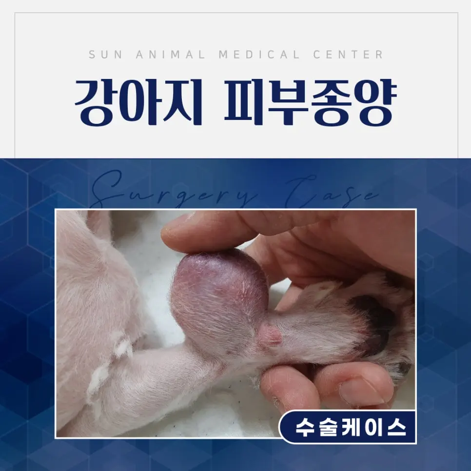 반월동동물병원, 13살 강아지 몸에서 혹이 만져져요.