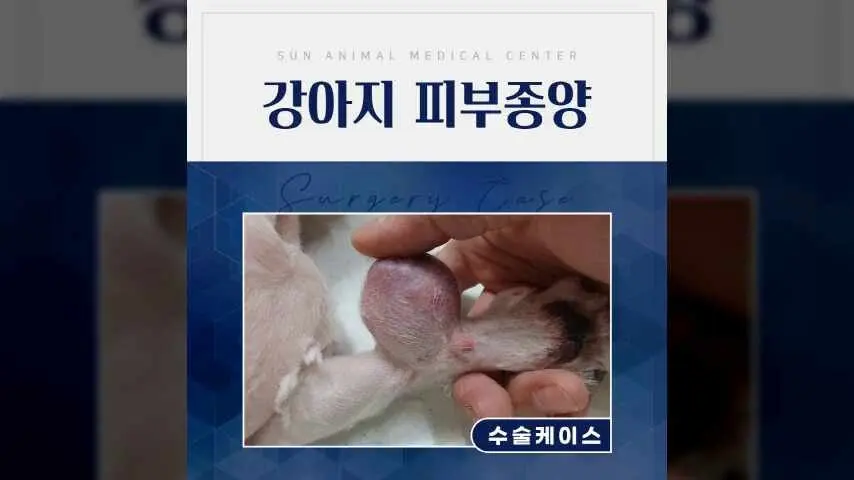 반월동동물병원, 13살 강아지 몸에서 혹이 만져져요. 영상
