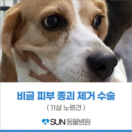 11살 비글 강아지 피부 종괴 제거 수술