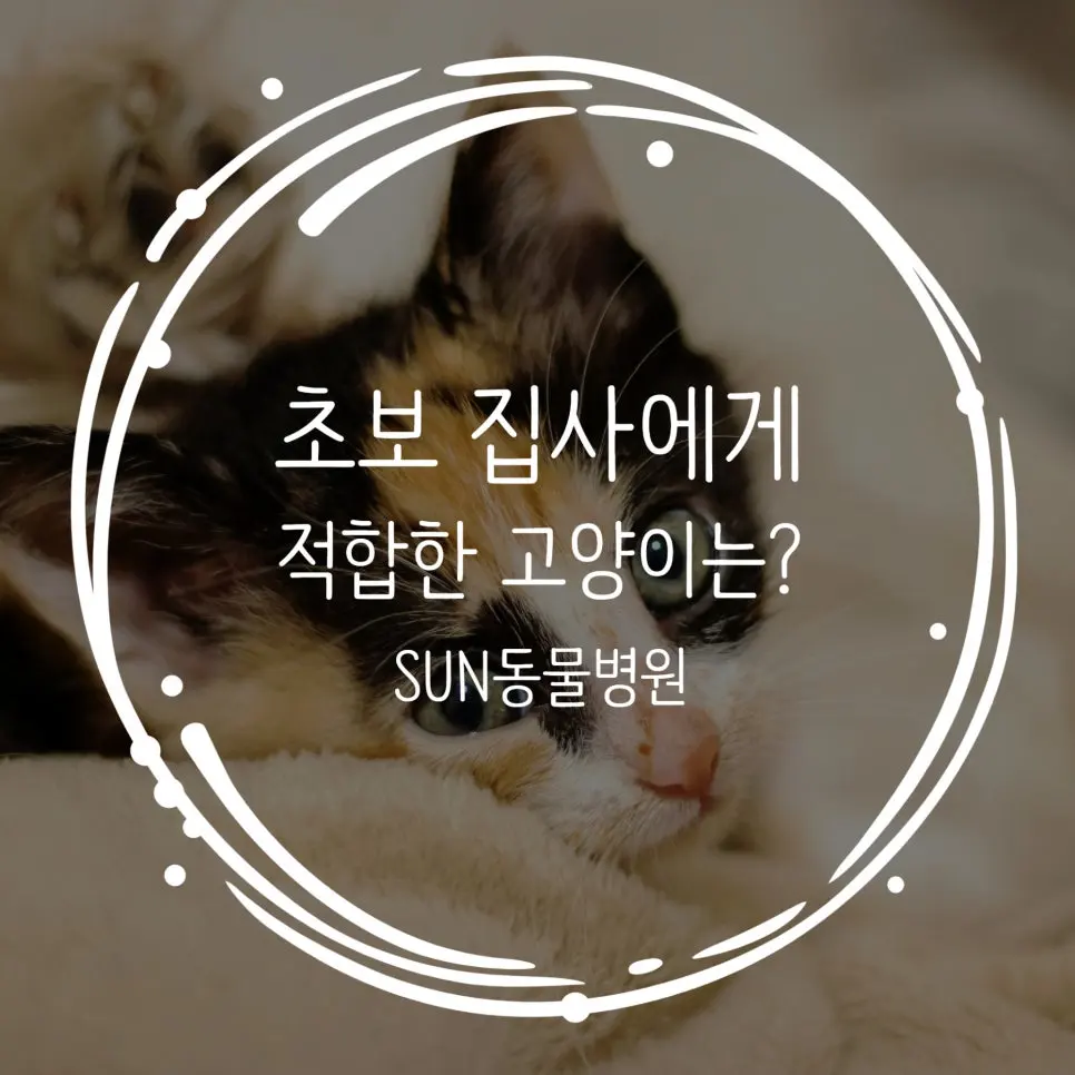 초보집사 고양이 추천! 어떤 아이와 시작해야할까요?