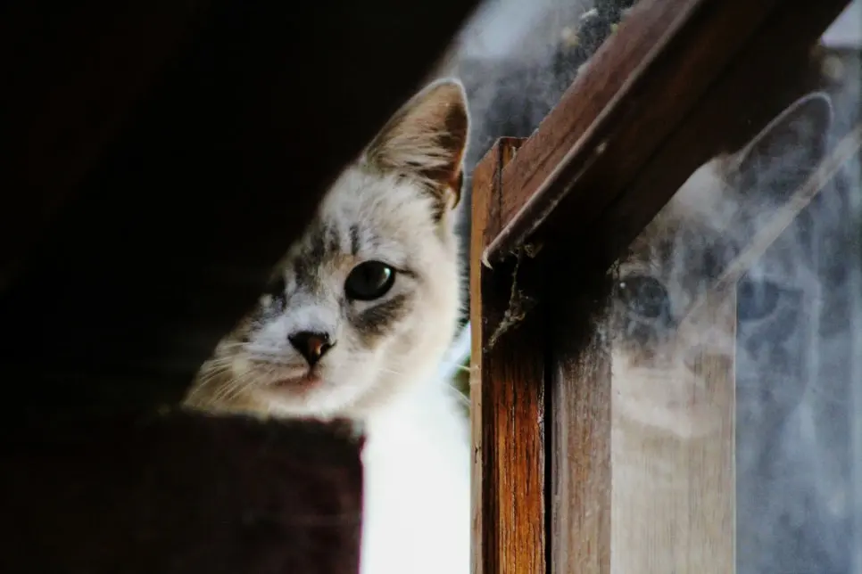 초보집사 고양이 추천! 어떤 아이와 시작해야할까요?