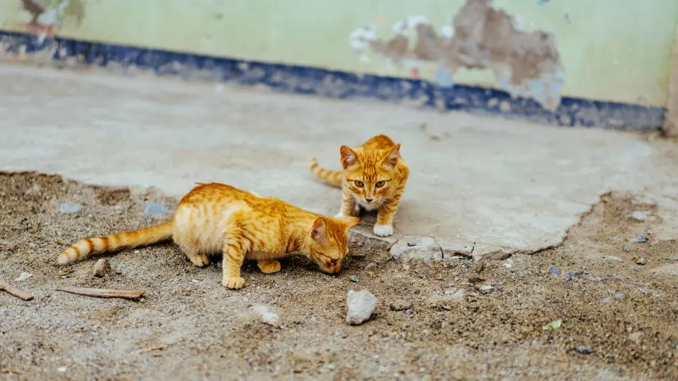 초보집사 고양이 추천! 어떤 아이와 시작해야할까요?