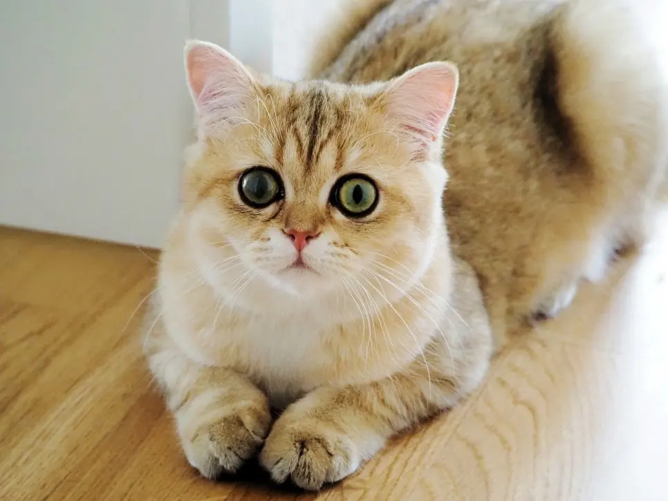 초보집사 고양이 추천! 어떤 아이와 시작해야할까요?