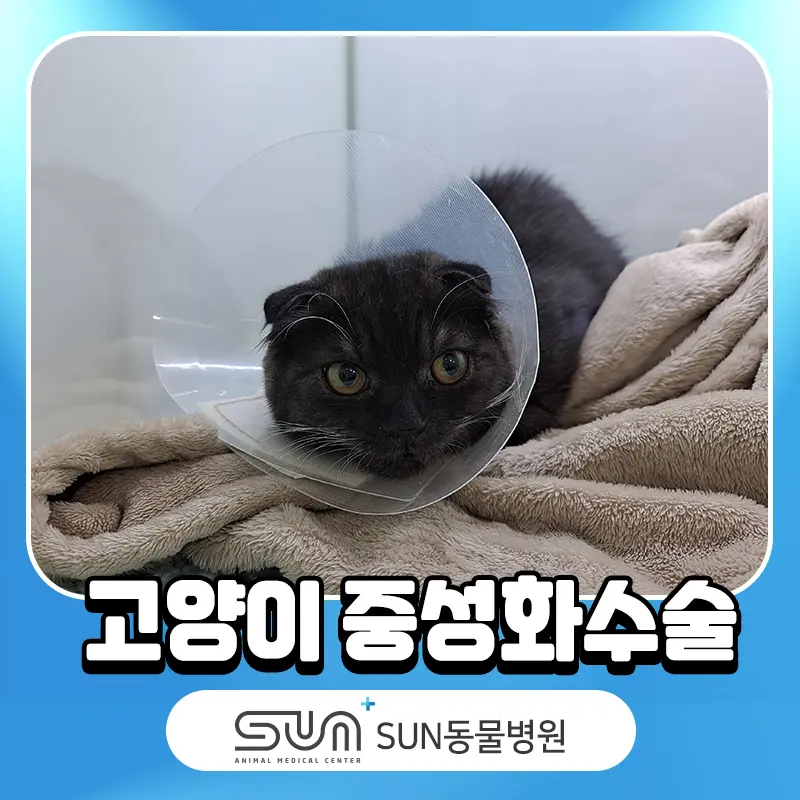 병점동물병원 고양이 중성화수술 시기와 필요성