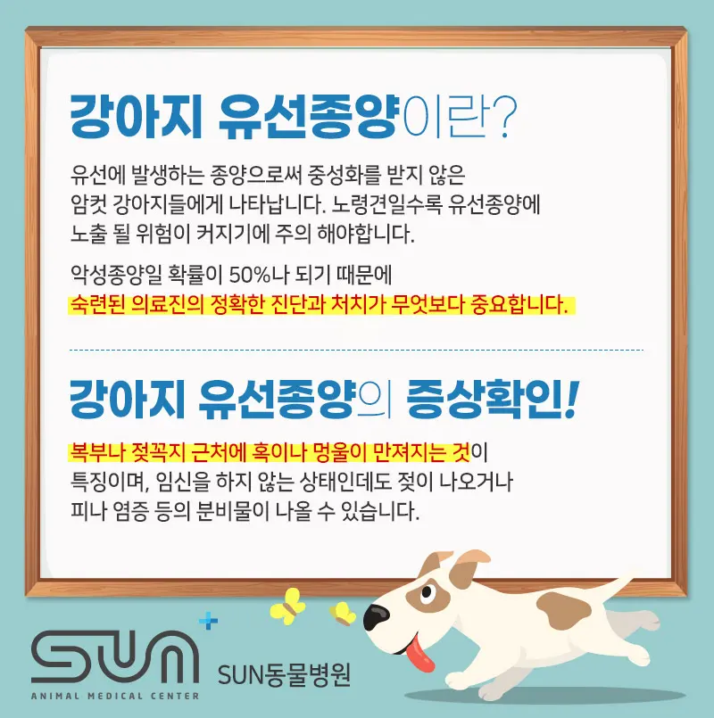 병점동물병원 고양이 중성화수술 시기와 필요성
