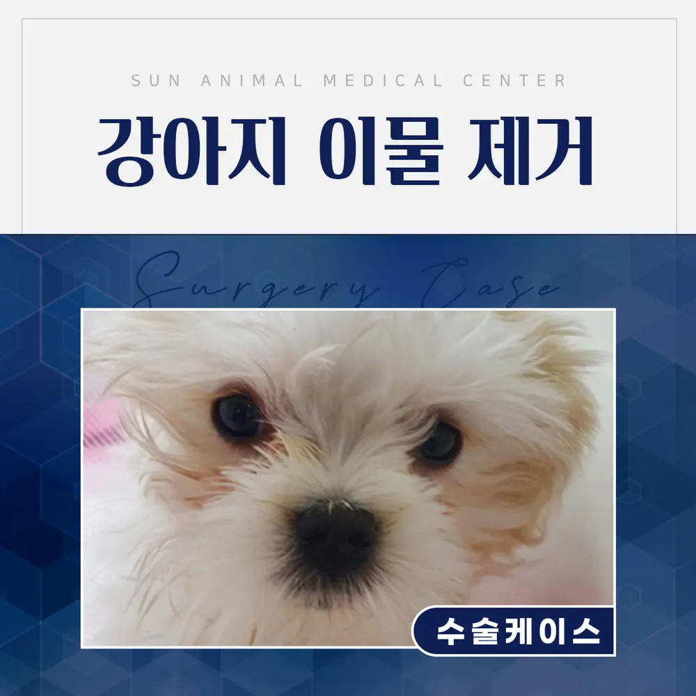 강아지가 닭뼈를 먹었을 때, 이렇게 대처하세요! 병점동물병원