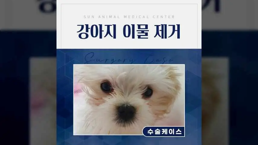 강아지가 닭뼈를 먹었을 때, 이렇게 대처하세요! 병점동물병원 영상
