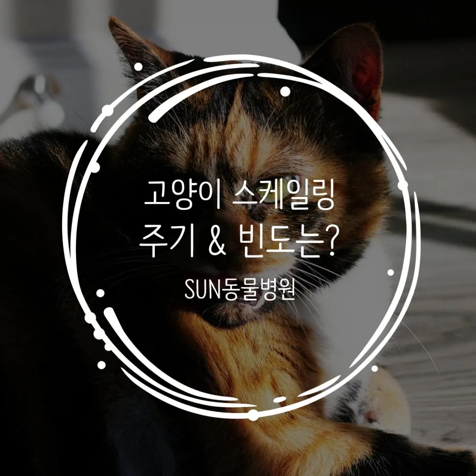 고양이 스케일링 주기 언제? 놓치면 위험합니다