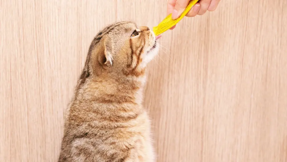고양이 스케일링 주기 언제? 놓치면 위험합니다