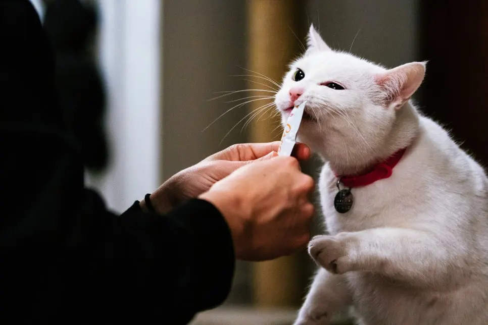 고양이 스케일링 주기 언제? 놓치면 위험합니다