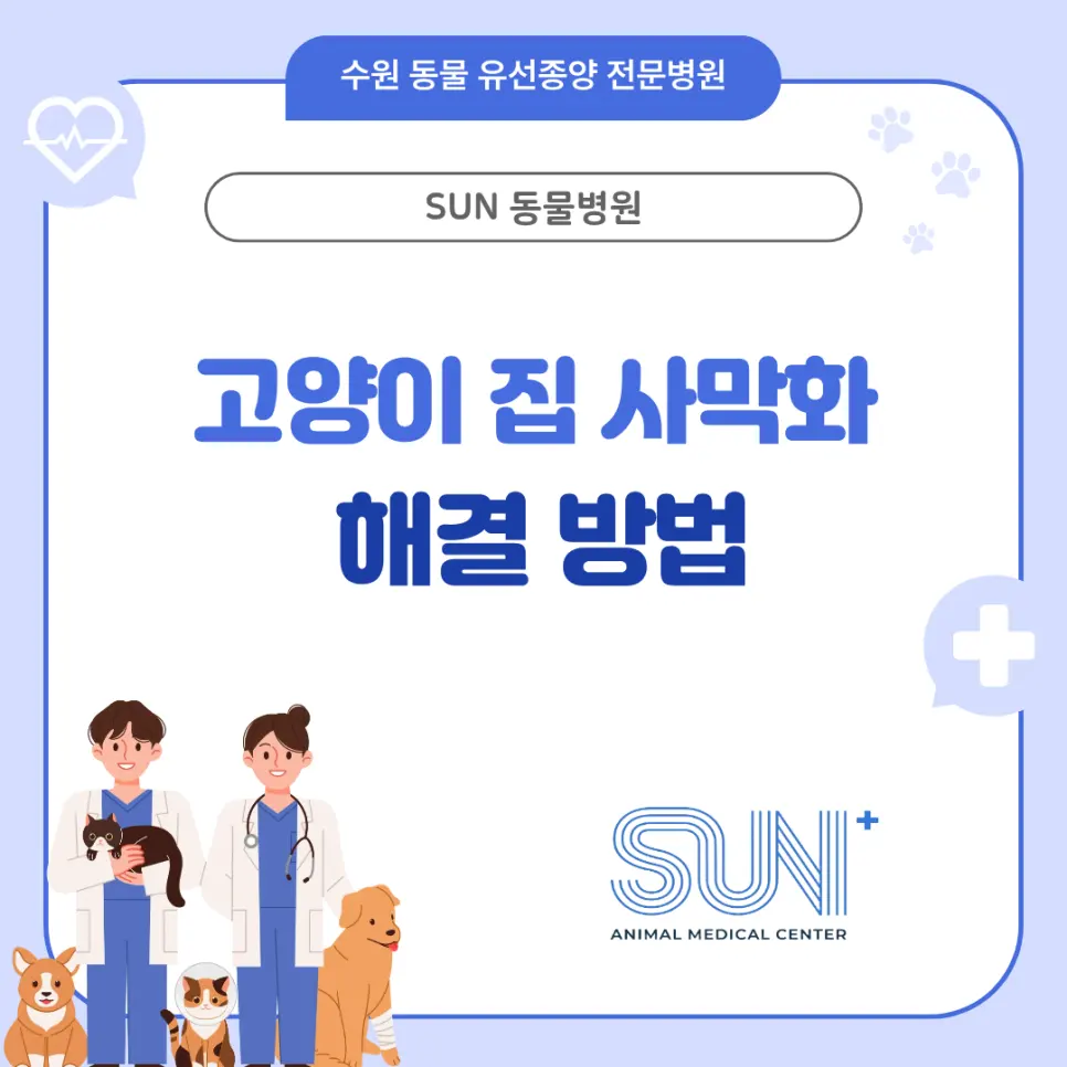 고양이 사막화 해결 방법 100% 알아보기