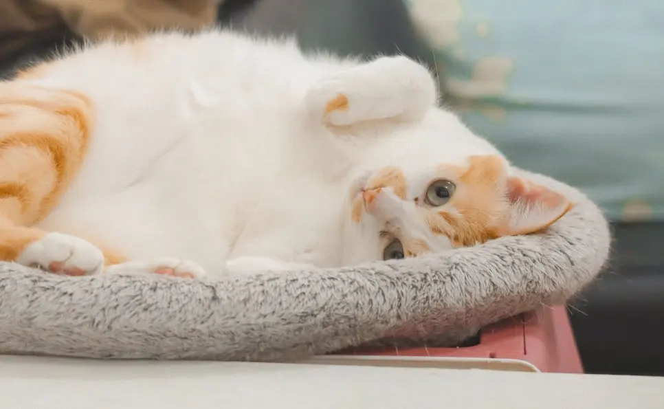 고양이 사막화 해결 방법 100% 알아보기