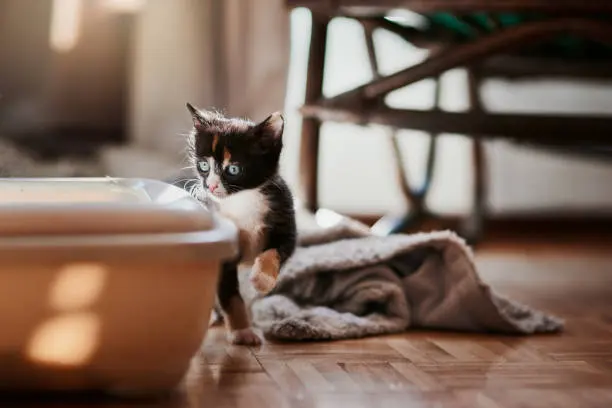 고양이 사막화 해결 방법 100% 알아보기