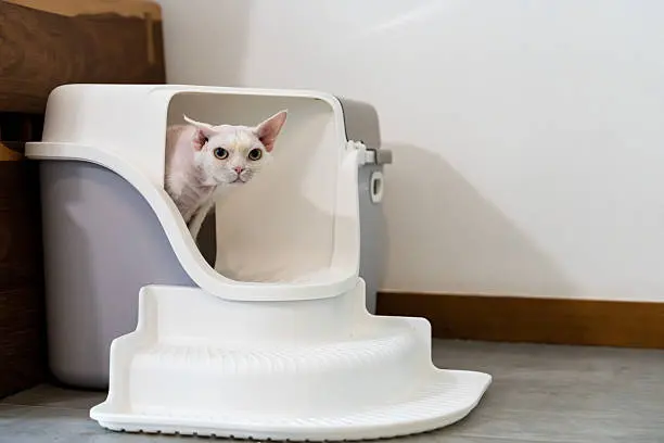 고양이 사막화 해결 방법 100% 알아보기
