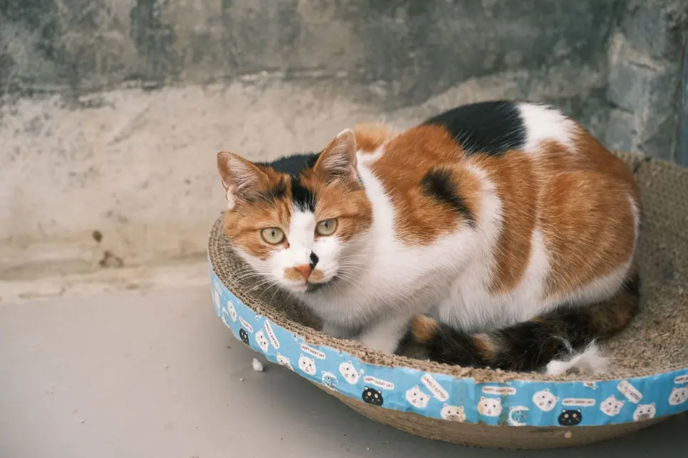 고양이 사막화 해결 방법 100% 알아보기