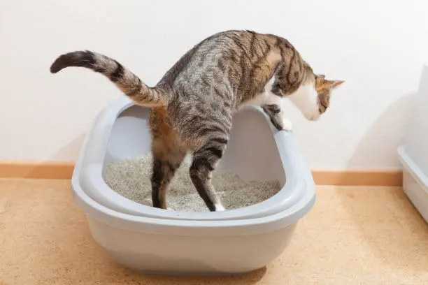 고양이 사막화 해결 방법 100% 알아보기