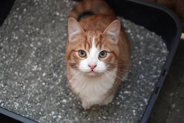 고양이 사막화 해결 방법 100% 알아보기