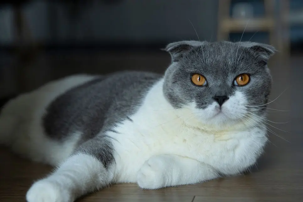 고양이 사막화 해결 방법 100% 알아보기