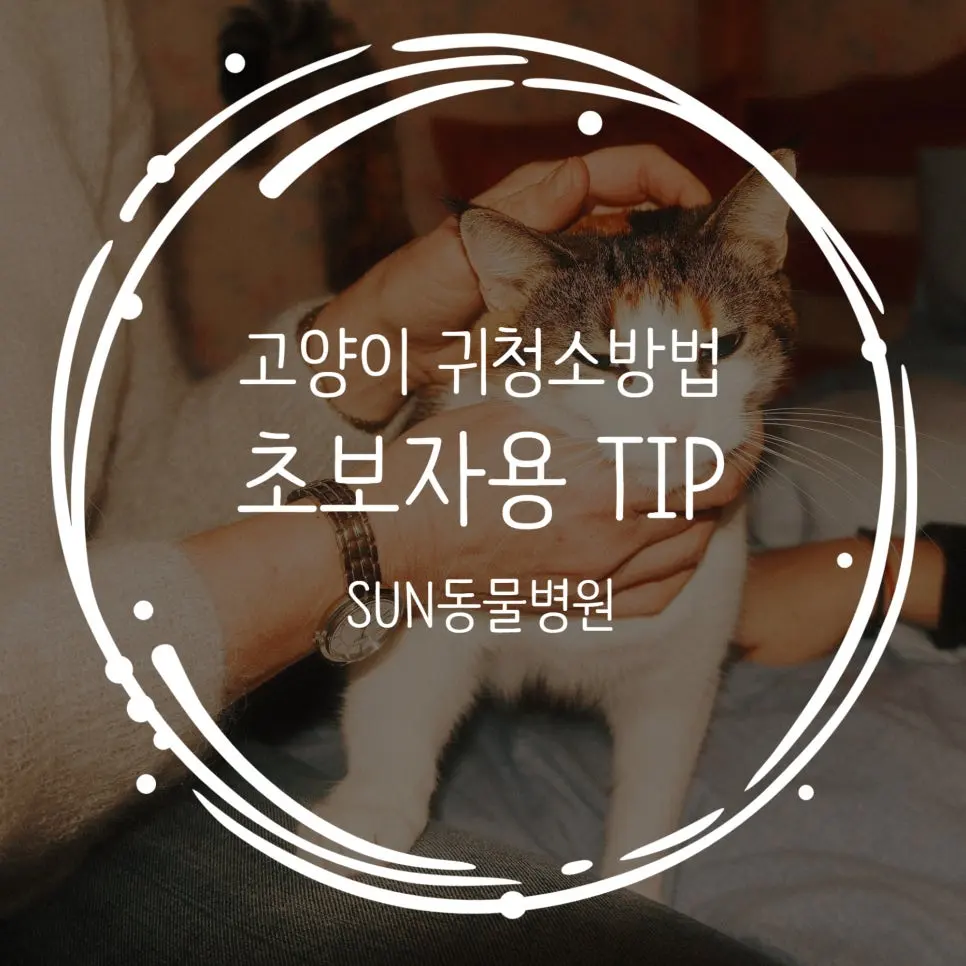 고양이 귀청소 방법, 초보자도 쉽게 하는 관리법