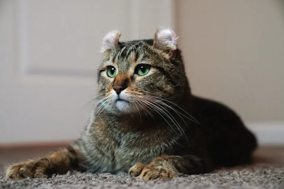 고양이 귀청소 방법, 초보자도 쉽게 하는 관리법
