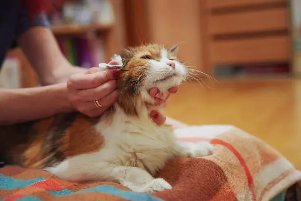 고양이 귀청소 방법, 초보자도 쉽게 하는 관리법