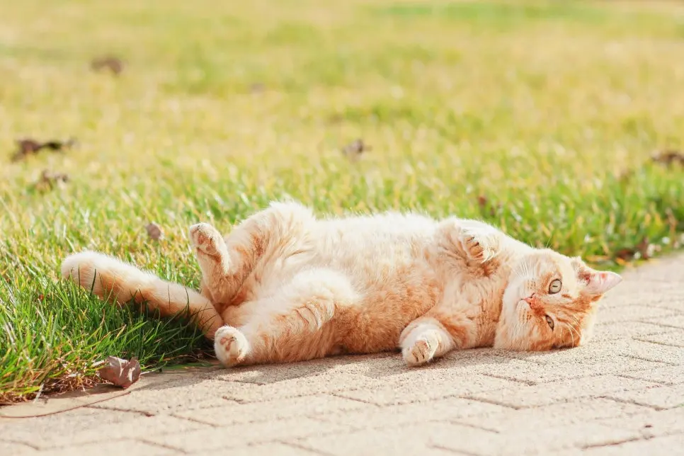 고양이 귀청소 방법, 초보자도 쉽게 하는 관리법