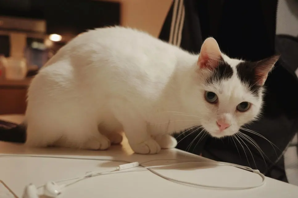 고양이 귀청소 방법, 초보자도 쉽게 하는 관리법