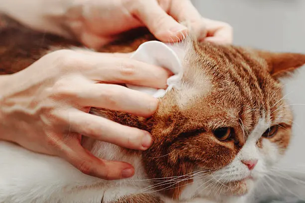 고양이 귀청소 방법, 초보자도 쉽게 하는 관리법