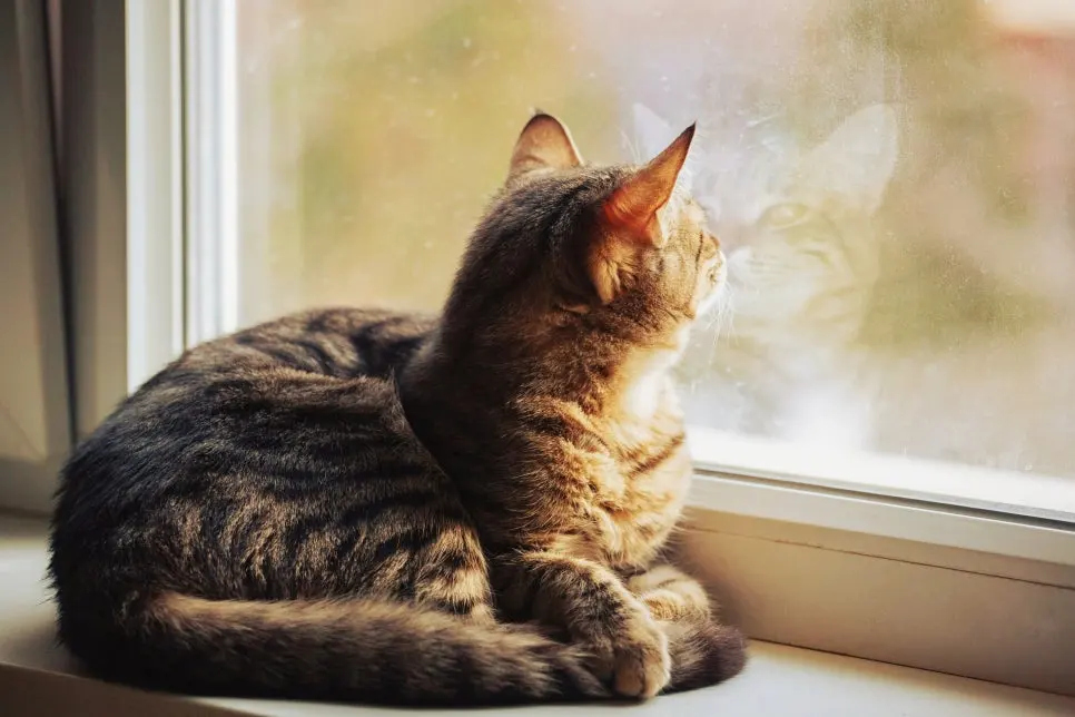 고양이 귀청소 방법, 초보자도 쉽게 하는 관리법