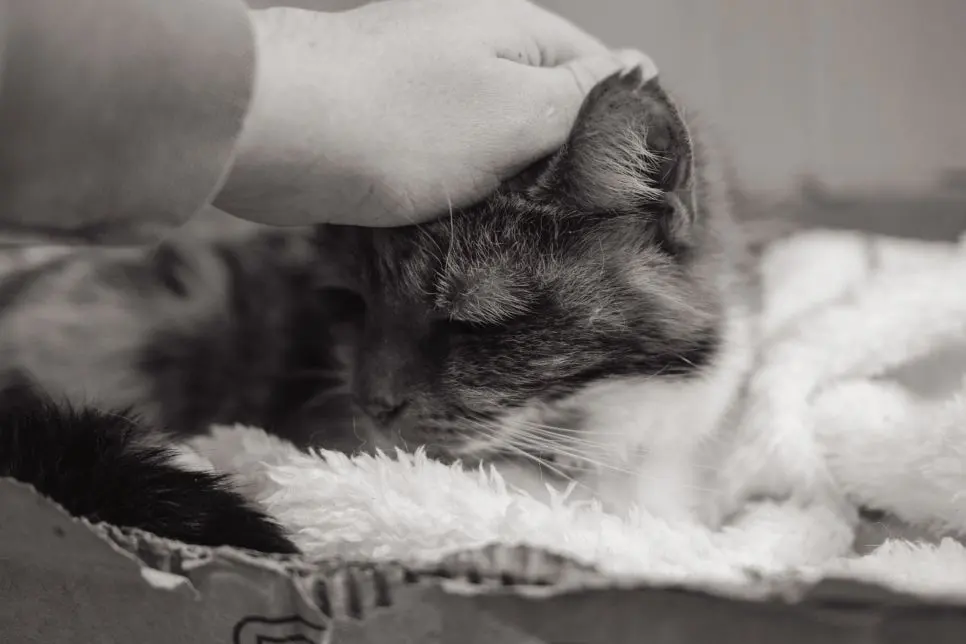 고양이 귀청소 방법, 초보자도 쉽게 하는 관리법