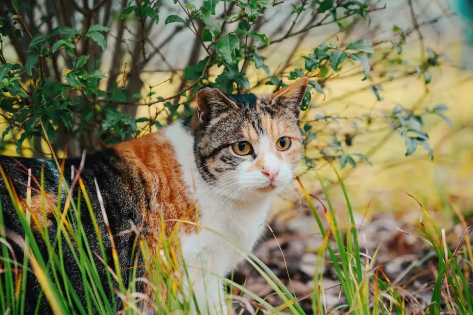 고양이 귀청소 방법, 초보자도 쉽게 하는 관리법