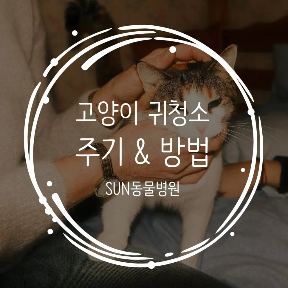 고양이 귀청소 방법 주기 완벽정리