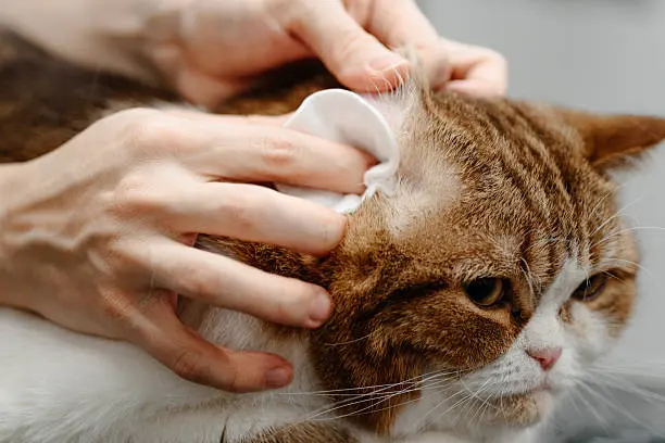 고양이 귀청소 방법 주기 완벽정리