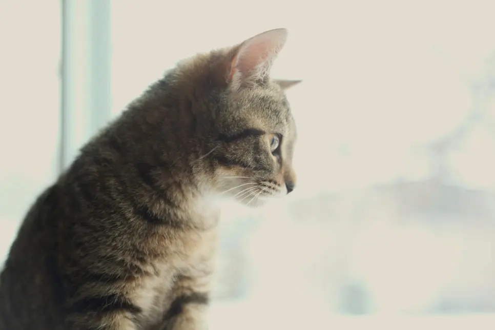 고양이 귀청소 방법 주기 완벽정리