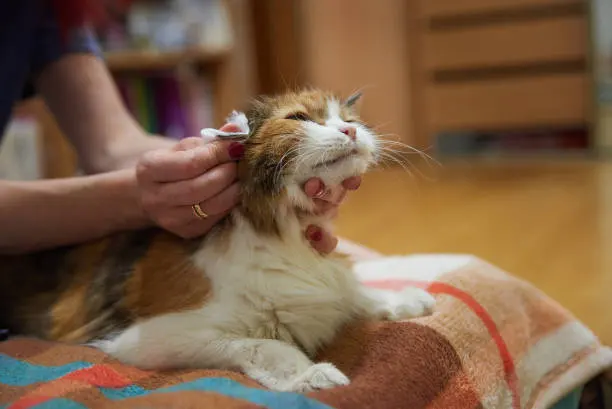 고양이 귀청소 방법 주기 완벽정리