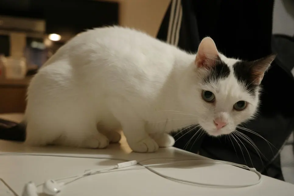 고양이 귀청소 방법 주기 완벽정리