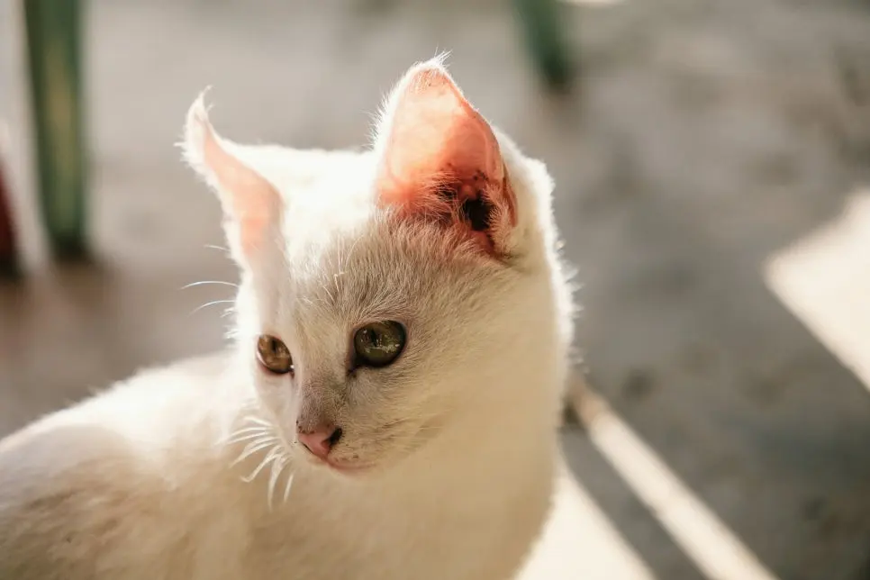 고양이 귀청소 방법 주기 완벽정리