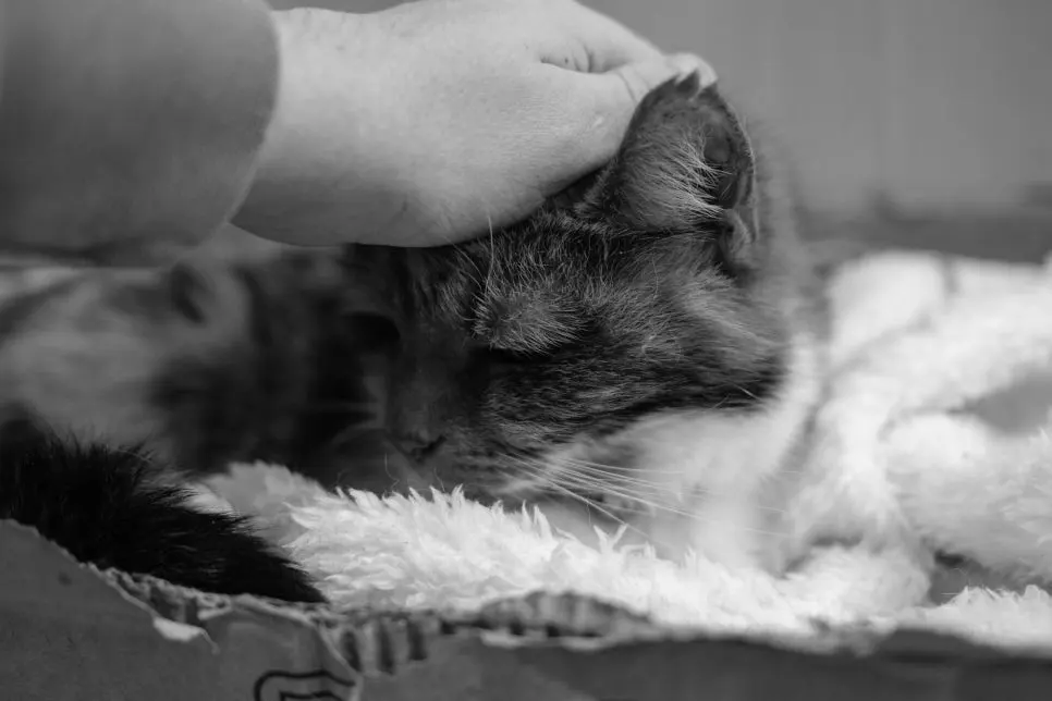고양이 귀청소 방법 주기 완벽정리