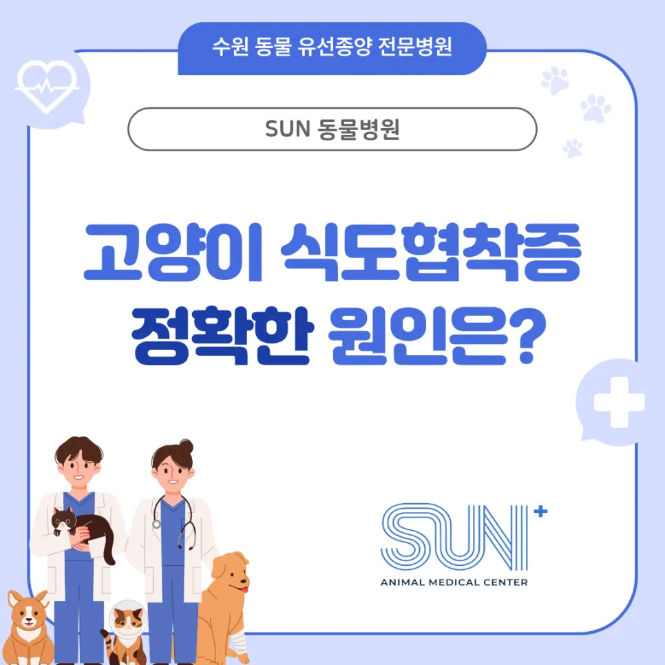 고양이 식도협착증 원인 알려드립니다