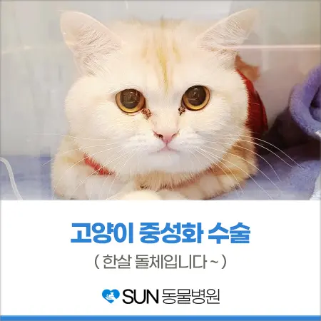 1살 고양이 여아 중성화수술
