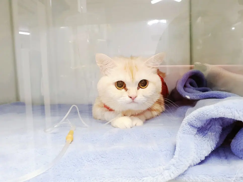 1살 고양이 여아 중성화수술