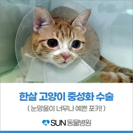 1살 고양이 여아 중성화 수술