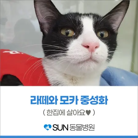 고양이 여아 중성화 수술