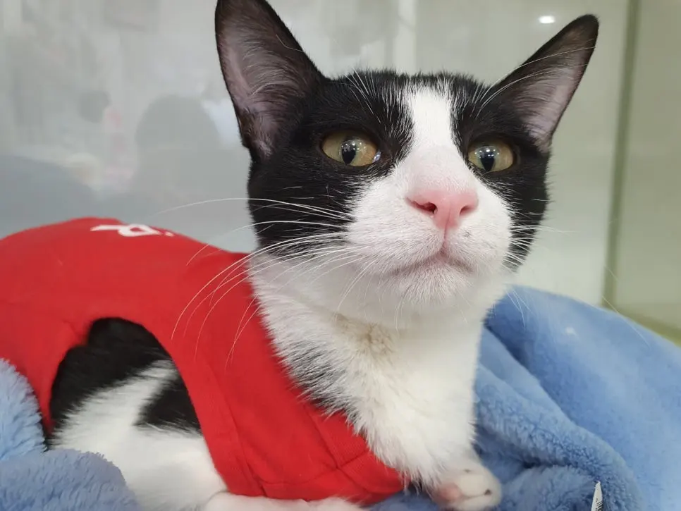 고양이 여아 중성화 수술