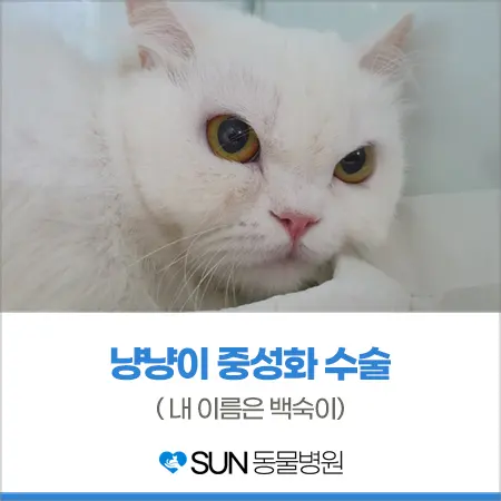 고양이 여아 중성화수술