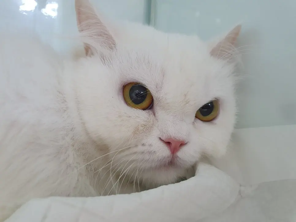 고양이 여아 중성화수술