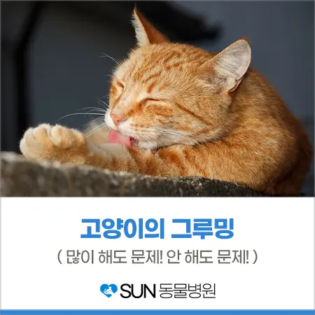 수원 썬동물병원