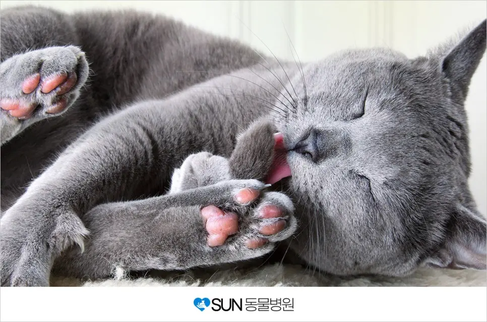 고양이의 그루밍을 잘 살펴주세요!