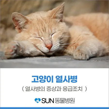 고양이 열사병을 아시나요?!